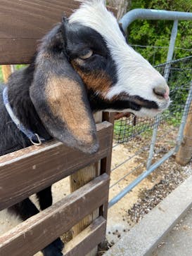 伊香保グリーン牧場に投稿された画像（2023/4/16）