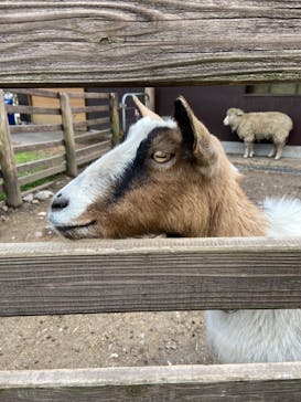 伊香保グリーン牧場に投稿された画像（2023/4/16）