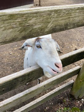 伊香保グリーン牧場に投稿された画像（2023/4/16）