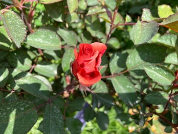 横浜イングリッシュガーデンに投稿された画像（2023/4/16）