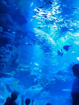 京都水族館に投稿された画像（2023/4/16）
