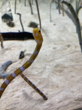 京都水族館に投稿された画像（2023/4/16）