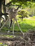 天王寺動物園に投稿された画像（2023/4/16）