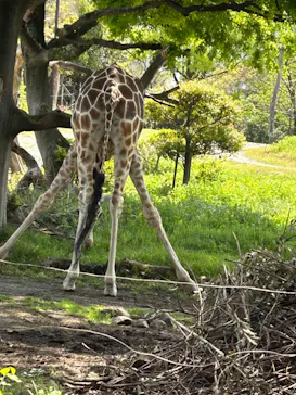 天王寺動物園に投稿された画像（2023/4/16）