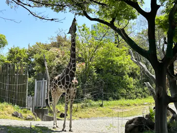天王寺動物園に投稿された画像（2023/4/16）