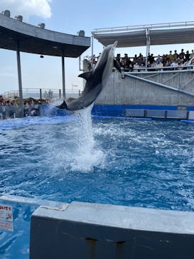 大分マリーンパレス水族館 「うみたまご」に投稿された画像（2023/4/16）