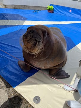 大分マリーンパレス水族館 「うみたまご」に投稿された画像（2023/4/16）