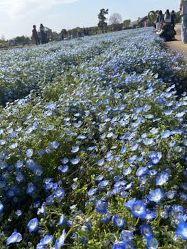 淡路ファームパーク イングランドの丘に投稿された画像（2023/4/16）