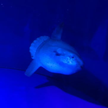 サンシャイン水族館に投稿された画像（2023/4/16）