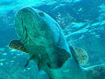 名古屋港水族館に投稿された画像（2023/4/16）