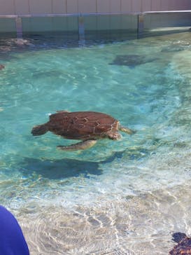 新江ノ島水族館に投稿された画像（2023/4/16）