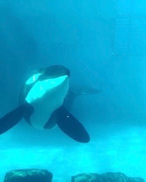 名古屋港水族館に投稿された画像（2023/4/16）