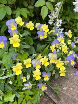 横浜イングリッシュガーデンに投稿された画像（2023/4/16）