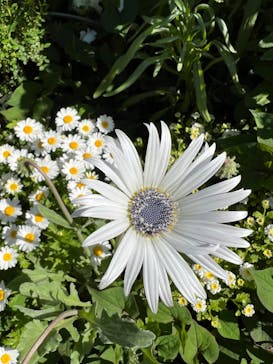 横浜イングリッシュガーデンに投稿された画像（2023/4/16）