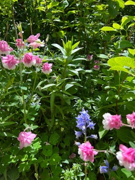 横浜イングリッシュガーデンに投稿された画像（2023/4/16）