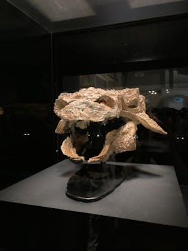 特別展「恐竜博2023」に投稿された画像（2023/4/16）