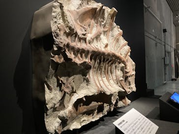 特別展「恐竜博2023」に投稿された画像（2023/4/16）