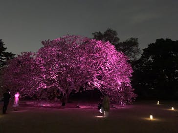 NAKED 桜の新宿御苑 2023に投稿された画像（2023/4/16）