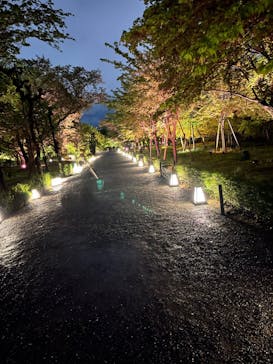 『NAKED FLOWERS 2023 桜 世界遺産・二条城』に投稿された画像（2023/4/16）