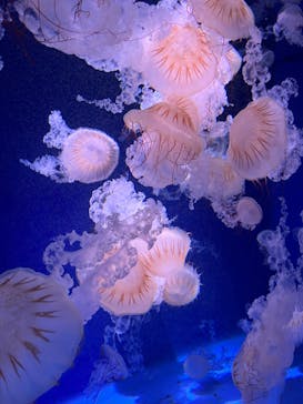 新江ノ島水族館に投稿された画像（2023/4/16）