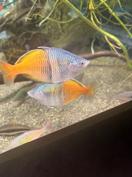 カワスイ 川崎⽔族館に投稿された画像（2023/4/16）