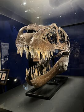 特別展「恐竜博2023」に投稿された画像（2023/4/16）