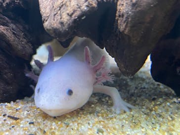 サンシャイン水族館に投稿された画像（2023/4/16）