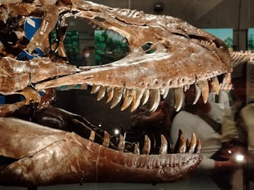 特別展「恐竜博2023」に投稿された画像（2023/4/16）