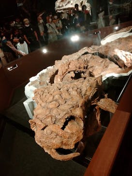 特別展「恐竜博2023」に投稿された画像（2023/4/16）