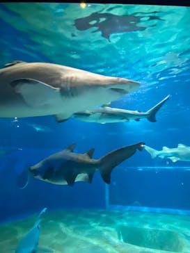 アクアワールド茨城県大洗水族館に投稿された画像（2023/4/16）