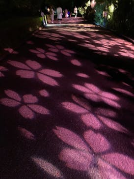 NAKED 桜の新宿御苑 2023に投稿された画像（2023/4/16）