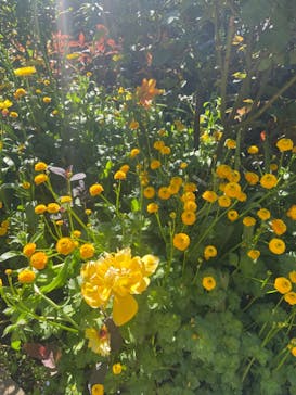 横浜イングリッシュガーデンに投稿された画像（2023/4/16）