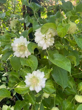 横浜イングリッシュガーデンに投稿された画像（2023/4/16）