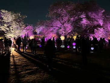 NAKED 桜の新宿御苑 2023に投稿された画像（2023/4/16）