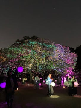 NAKED 桜の新宿御苑 2023に投稿された画像（2023/4/16）