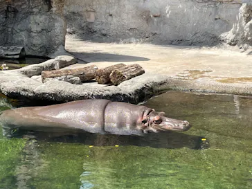 天王寺動物園に投稿された画像（2023/4/16）