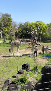 天王寺動物園に投稿された画像（2023/4/16）