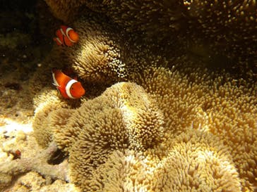 スローダイブ石垣島に投稿された画像（2023/4/16）