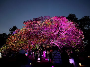 NAKED 桜の新宿御苑 2023に投稿された画像（2023/4/16）