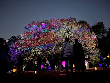 NAKED 桜の新宿御苑 2023に投稿された画像（2023/4/16）