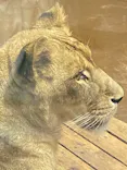 よこはま動物園ズーラシアに投稿された画像（2023/4/17）