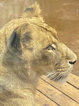 よこはま動物園ズーラシアに投稿された画像（2023/4/16）