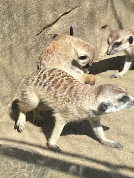 よこはま動物園ズーラシアに投稿された画像（2023/4/16）