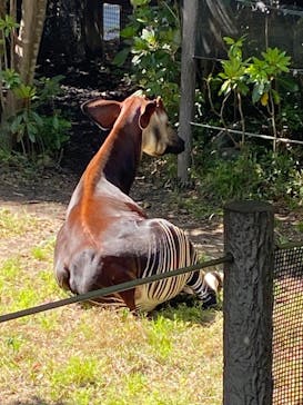よこはま動物園ズーラシアに投稿された画像（2023/4/16）