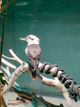 カワスイ 川崎⽔族館に投稿された画像（2023/4/16）