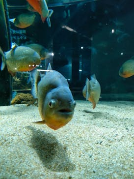 カワスイ 川崎⽔族館に投稿された画像（2023/4/16）