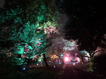 NAKED 桜の新宿御苑 2023に投稿された画像（2023/4/16）