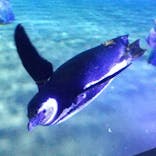 すみだ水族館に投稿された画像（2023/4/17）