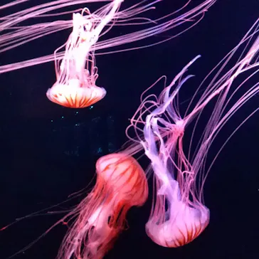 すみだ水族館に投稿された画像（2023/4/16）