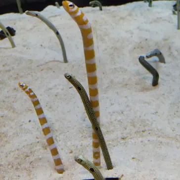 すみだ水族館に投稿された画像（2023/4/16）